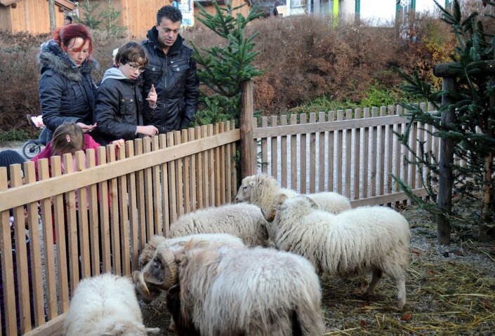 Familie vor Schafgehege beim Adventmarkt in Strobl